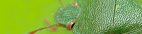 Shieldbug (by G. Bradley)  For more info click the "Identify It" link