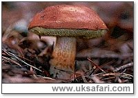 Bay Bolete - Photo  Copyright 2001 Gary Bradley