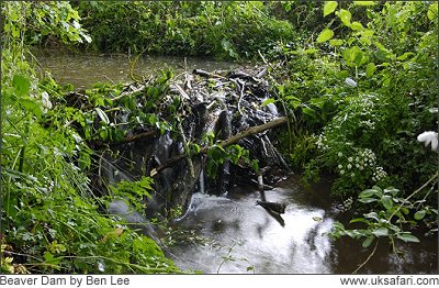 Beaver Dam - Photo  Copyright 2008 Ben Lee