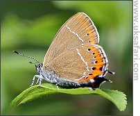 Black hairstreak - Photo  Copyright 2007 Dean Eades