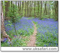 A Bluebell Woodland - Photo  Copyright 2003 Gary Bradley