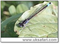 Blue Tailed Damselfly - Photo  Copyright 2001 Gary Bradley