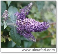 Buddleia Bush - Photo  Copyright 2003 Gary Bradley