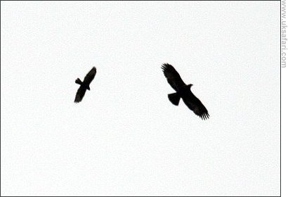 Buzzard (left) and Golden Eagle (right)  - Photo  Copyright 2006 Dean Eades