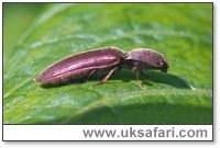 Click Beetle - Photo  Copyright 2001 Gary Bradley