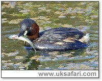 Little Grebe or Dabchick - Photo  Copyright 2005 Tony Margiocchi