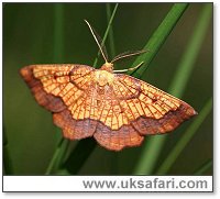 Dark Bordered Beauty - Photo  Copyright 2005 Roger Wasley