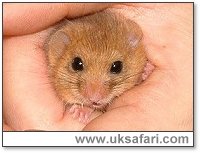 Dormouse Picture - Photo  Copyright 2003 Gary Bradley