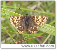 Duke of Burgundy Fritillary - Photo  Copyright 2004 Steve Botham: s.botham@ntlworld.com