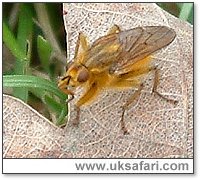 Yellow Dung Fly - Photo  Copyright 2005 Gary Bradley