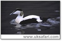 Male Eider Duck - Photo  Copyright 2003 Elliott Neep