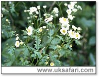 Feverfew - Photo  Copyright 2003 Gary Bradley