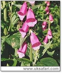 Foxgloves - Photo  Copyright 1998 Gary Bradley