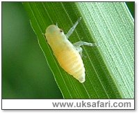 Froghopper Nymph - Photo  Copyright 2003 Gary Bradley