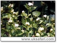 Garlic Mustard - Photo  Copyright 2001 Gary Bradley