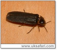 Male Glow-Worm - Photo  Copyright 2005 Gary Bradley