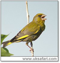 Male Greenfinch - Photo  Copyright 2006 Steve Botham: s.botham@ntlworld.com