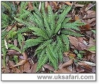 Hard Fern - Photo  Copyright 2002 Gary Bradley