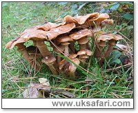 Honey Fungus - Photo  Copyright 2006 Malcolm Greaves