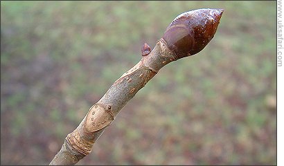 Horse Chestnut Stem - Photo  Copyright 2004 G. Bradley