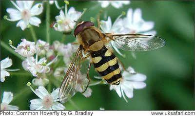 Syrphus ribesii - Photo  Copyright 2005 Gary Bradley