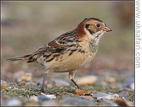 Lapland Bunting - Photo  Copyright 2008 Dean Eades