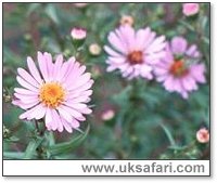 Michaelmas Daisies - Photo  Copyright 2000 Gary Bradley