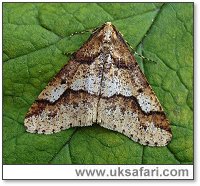 Mottled Umber - Photo  Copyright 2004 Dean Stables