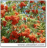 Mountain Ash in Berry - Photo  Copyright 2006 G. Bradley