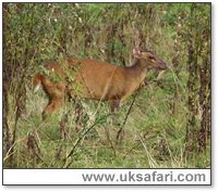 Muntjac - Photo  Copyright 2005 Alan Bunyan