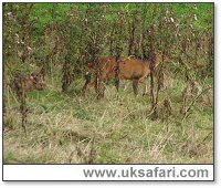 Muntjac - Photo  Copyright 2005 Alan Bunyan