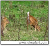 Muntjac - Photo  Copyright 2005 Alan Bunyan