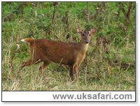 Muntjac - Photo  Copyright 2005 Alan Bunyan