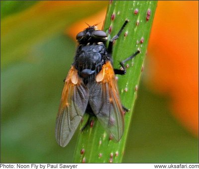 Noon Fly - Photo  Copyright 2008 Paul Sawyer