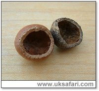 Bank Vole Nuts - Photo  Copyright 2004 Gary Bradley