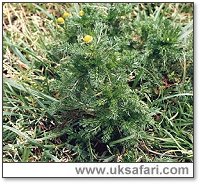 Pineapple Mayweed - Photo  Copyright 2000 Gary Bradley