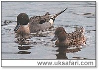 Pintail Ducks - Photo  Copyright 2000 Gary Bradley