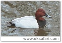 Pochard - Photo  Copyright 2003 Gary Bradley