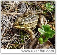 Male Pool Frog - Photo  Copyright 2005 Jim Foster/English Nature