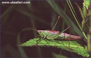 Field Cricket - Photo  Copyright 2002 Sue North