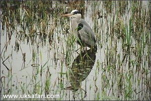 Grey Heron - Photo  Copyright 2002 Nicole Burgum