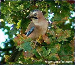 Jay - Photo  Copyright 2003 Margaret Barton