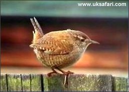 Wren - Photo  Copyright 2003 Colin Ebdon