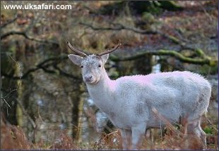 White Red Deer - Photo  Copyright 2003 John Kelly