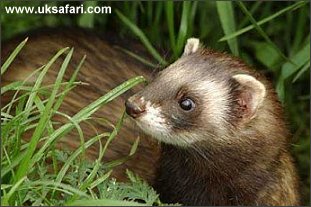 Polecat - Photo  Copyright 2003 Barrie Harwood