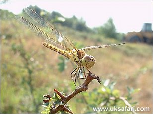 Common Darter - Photo  Copyright 2003 Barry Dyke