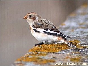 Snow Bunting - Photo  Copyright 2003 Steve Botham