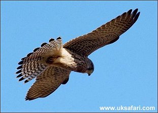 Kestrel Hovering  - Photo  Copyright 2004 Tony Margiocchi