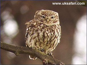 Little Owl - Photo  Copyright 2004 Dean Stables