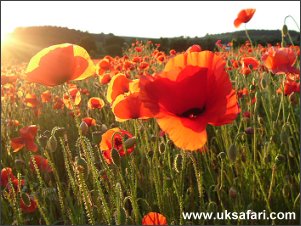 Poppies  - Photo  Copyright 2004 Emily Woodall